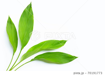 Green leaves of turmeric on white background. Green leaves of turmeric on white background. 70191773