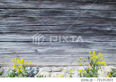 Old wooden plank board. House reparation, housework exterior and interior design wallpaper, background. Yellow flowers in front of the wall Old wooden plank board. House reparation, housework exterior and interior design wallpaper, background. Yellow flowers in front of the wall 70191803