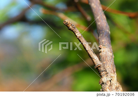 クワエダシャクの幼虫（中央） 70192036