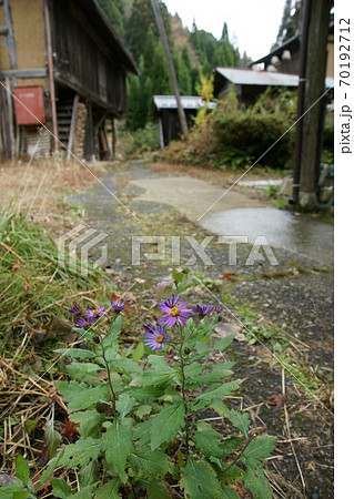 鳥取　四季の散歩　板井原集落 70192712