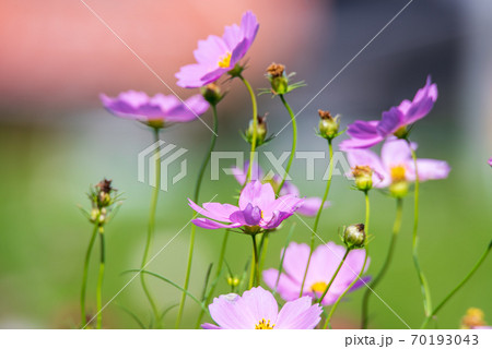 コスモス　秋桜 70193043