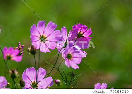 日が射すコスモス　秋桜 70193210