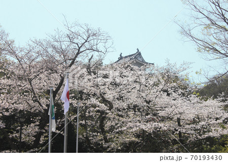 浜松城 桜 浜松城 桜 70193430