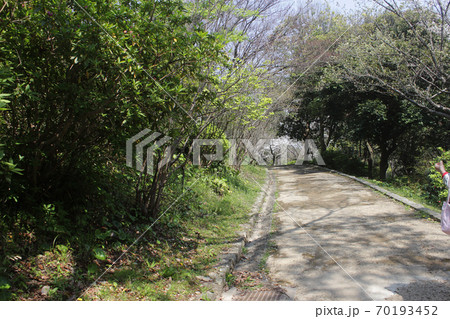浜松城公園 桜 浜松城公園 桜 70193452