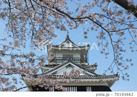 浜松城　桜 70193662