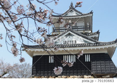 浜松城　桜 70193663
