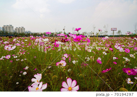 仁川市 コスモス 秋 70194297