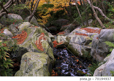 広島県三原三景園の紅葉 川の落ち紅葉の写真素材