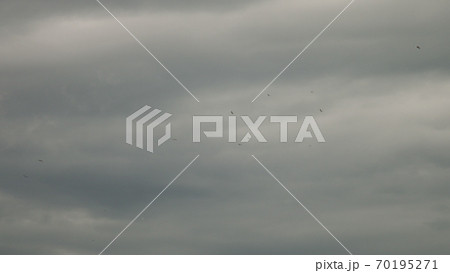 Seagulls fly against the blue sky. A flock of birds floating in the air currents of the wind. A large seagull soars over the Mediterranean Sea. Slow motion. Blue sky background. Migrating large bird Seagulls fly against the blue sky. A flock of birds floating in the air currents of the wind. A large seagull soars over the Mediterranean Sea. Slow motion. Blue sky background. Migrating large bird 70195271