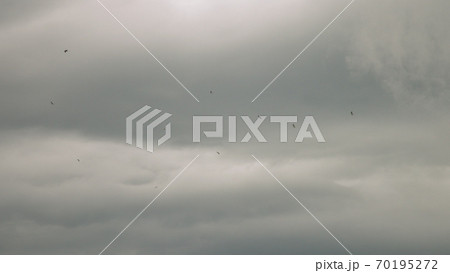 Seagulls fly against the blue sky. A flock of birds floating in the air currents of the wind. A large seagull soars over the Mediterranean Sea. Slow motion. Blue sky background. Migrating large bird 70195272