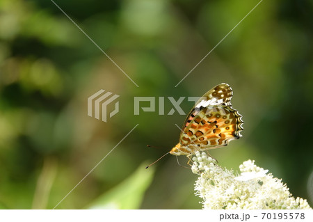 ヒョウモンチョウ ヒョウモンチョウ 70195578