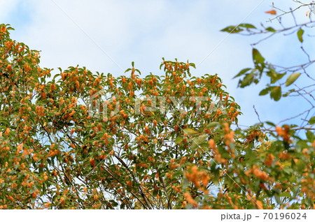 金木犀のオレンジ色の満開の花の写真素材