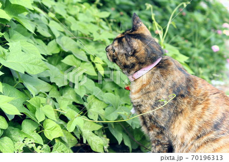 ある生き物の行方が気になるサビ猫 70196313