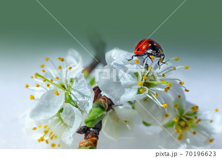 Ladybug on a branch of blooming white plum. Whitegreen background. 70196623