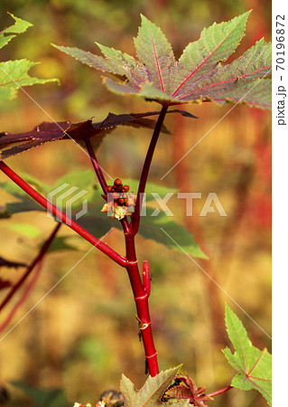 生け花の素材唐胡麻の畑 70196872