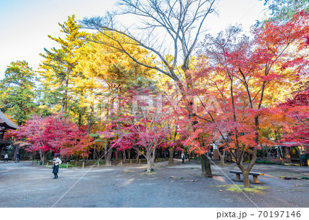 平林寺（埼玉県新座市）　紅葉 70197146