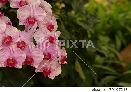 Orchid flower in garden at winter Orchid flower in garden at winter 70197213