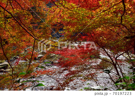 奥津渓の紅葉（岡山県苫田郡） 70197223