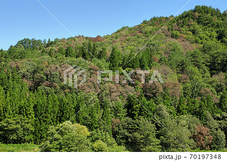 里山のナラ枯れ被害 福島県只見町 里山のナラ枯れ被害 福島県只見町 70197348