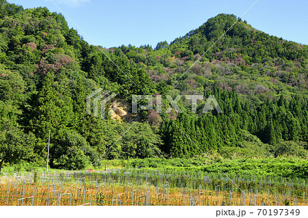 里山のナラ枯れ被害　福島県只見町 70197349
