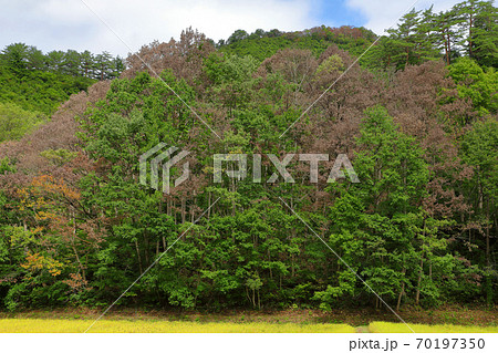 里山のナラ枯れ被害　福島県金山町 70197350