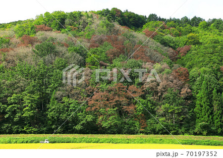 里山のナラ枯れ被害　福島県只見町 70197352