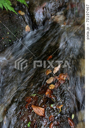 白山比咩神社参道横の流れ 70197467