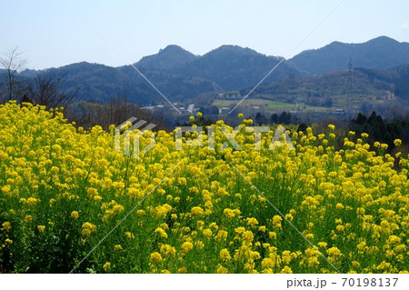 山間の菜の花畑 【相模原市津久井 3月】 山間の菜の花畑 【相模原市津久井 3月】 70198137