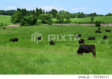 牛の放牧 月山高原牧場 70198217