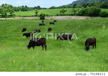 牛の放牧 月山高原牧場 70198221