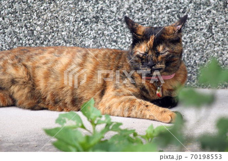 日なたでウトウトするサビ猫 70198553
