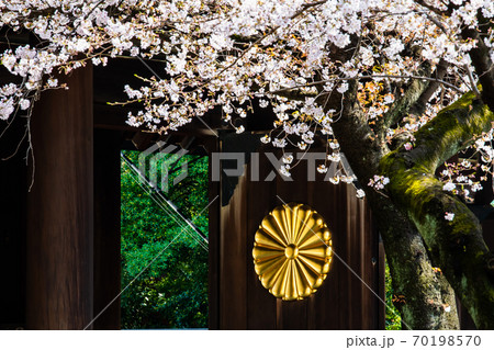 東京都 靖國神社(神門と桜) 東京都 靖國神社(神門と桜) 70198570