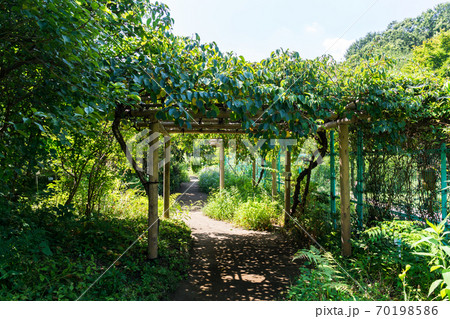 調布市野草園の小路 東京都調布市深大寺南町の写真素材