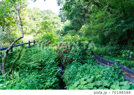 調布市野草園の水路　東京都調布市深大寺南町 70198588