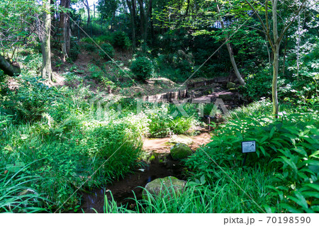 調布市野草園の湿地帯 東京都調布市深大寺南町の写真素材