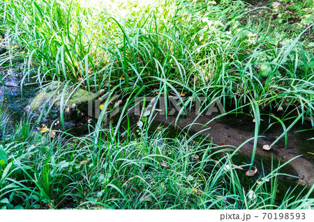 調布市野草園の水場の植物 東京都調布市深大寺南町の写真素材