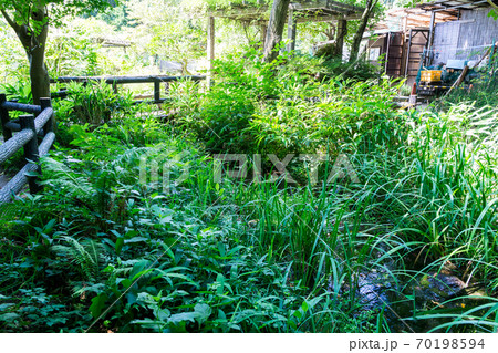 調布市野草園の癒しの水場 東京都調布市深大寺南町の写真素材