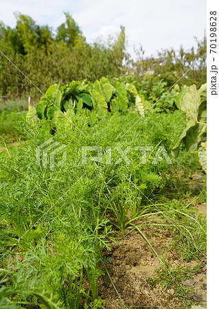 菜園の隅に里芋と人参が収穫を待つ 70198628