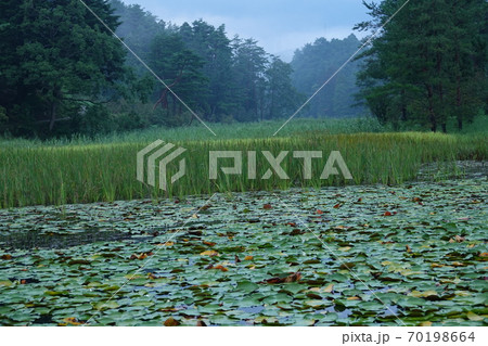 早朝の黒澤湿原の池沼 早朝の黒澤湿原の池沼 70198664