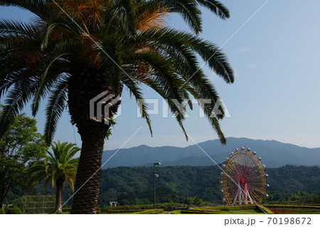 徳島植物園のフェニックスと観覧車 徳島植物園のフェニックスと観覧車 70198672