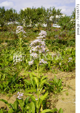 紫苑の花咲く秋のお花畑 70198771