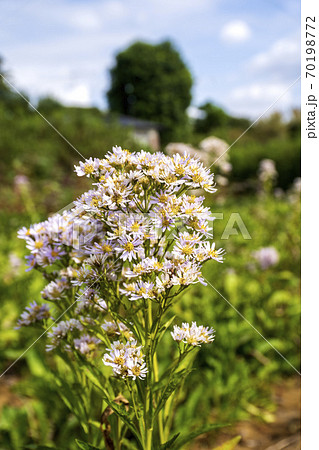 紫苑の花咲く秋のお花畑 70198772