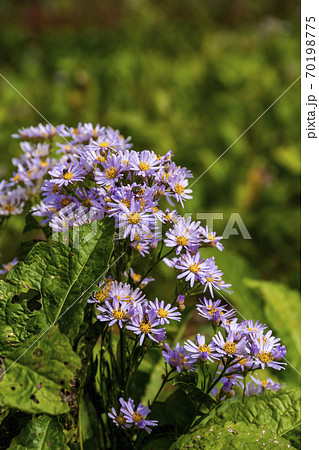 紫苑の花咲く秋のお花畑 70198775