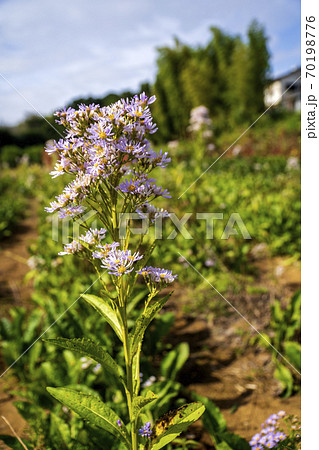 紫苑の花咲く秋のお花畑 70198776