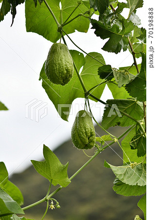 ハヤトウリの果実 ハヤトウリの果実 70198888