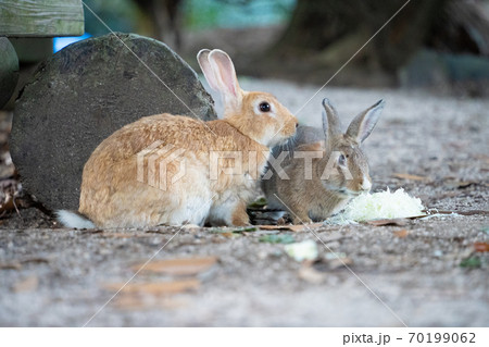 【うさぎ島】大久野島に暮らす野生のうさぎ 70199062