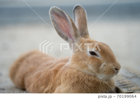 【うさぎ島】大久野島に暮らす野生のうさぎ 70199064