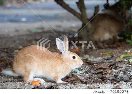【うさぎ島】大久野島に暮らす野生のうさぎ 70199073