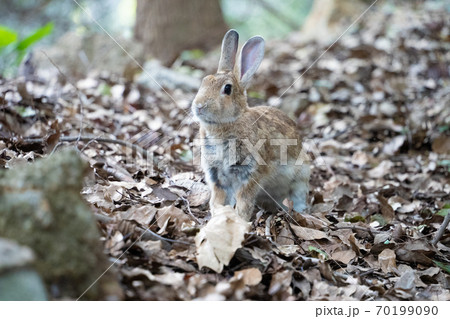 【うさぎ島】大久野島に暮らす野生のうさぎ 【うさぎ島】大久野島に暮らす野生のうさぎ 70199090