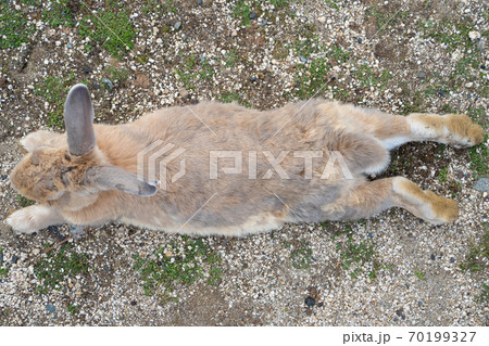 【うさぎ島】大久野島に暮らす野生のうさぎ 【うさぎ島】大久野島に暮らす野生のうさぎ 70199327